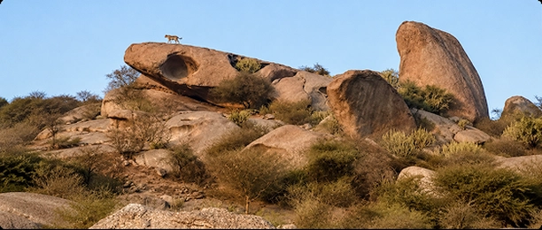 Leopard Movement